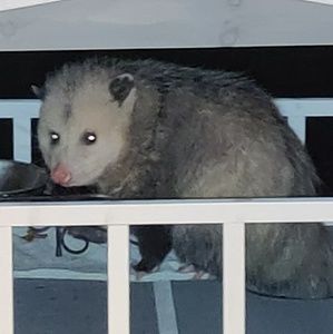 Meet your Posher, Sean